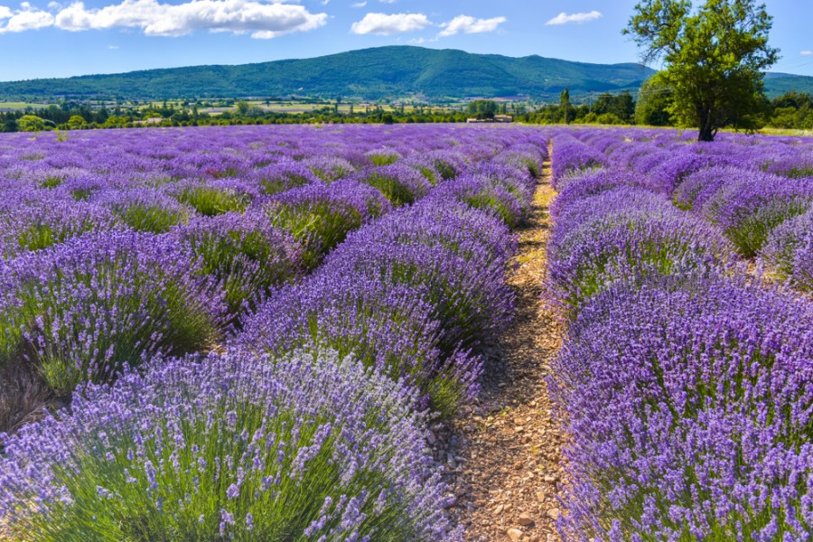 Où se trouve le Grand Baou en France ?