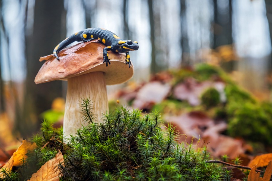 Quels sont les animaux et la flore présents dans la forêt de Huelgoat ?