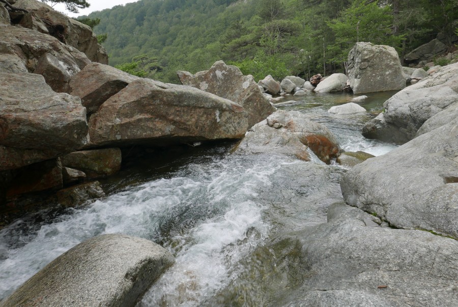 Quels sont les dangers des pozzines en Corse ?